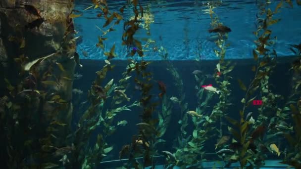 Depósito Agua Con Peces Ripley Aquarium Toronto — Vídeos de Stock