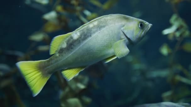 Poisson Dans Réservoir Eau — Video