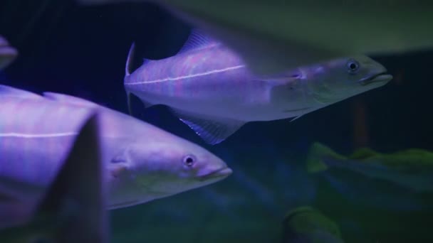 Vista Perto Natação Peixes — Vídeo de Stock