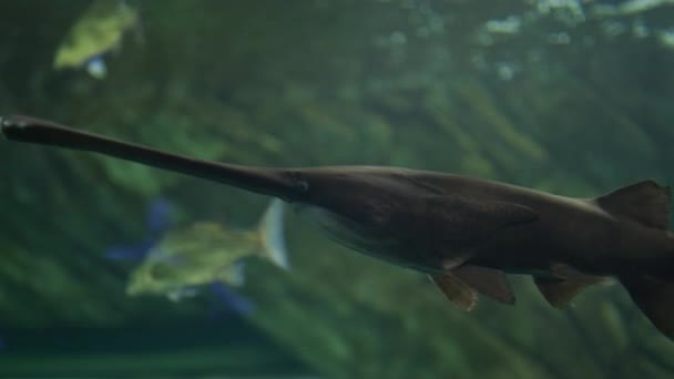 Vissen Met Lange Kaken Die Het Water Zwemmen — Stockvideo
