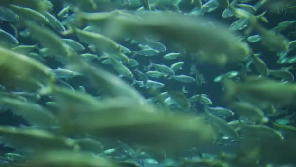 Много Рыбы Аквариуме Рипли — стоковое видео