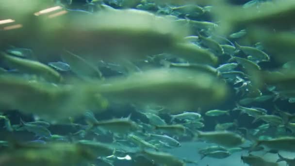 Fiskstim Akvariets Vatten — Stockvideo