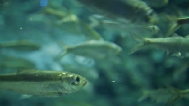 École Poissons Dans Eau Aquarium — Video