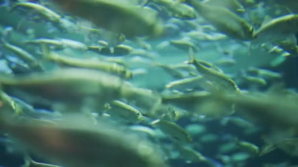 School Van Vissen Het Water Van Het Aquarium — Stockvideo