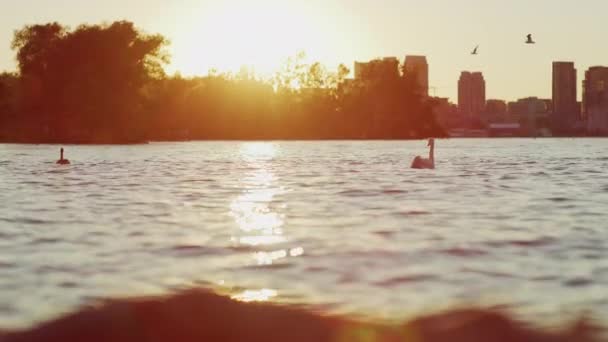 Labutě Jezeře Ontario — Stock video