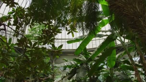 Palm House Allan Gardens Toronto — Vídeos de Stock