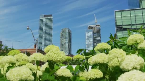 Budovy Queen Parku Toronto — Stock video