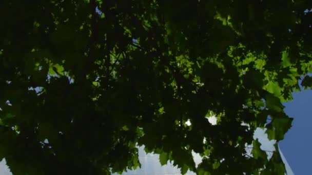 緑の木の枝の後ろの近代的な建物 — ストック動画