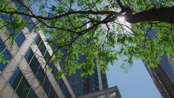 Небоскрёбы Солнечный День Торонто — стоковое видео