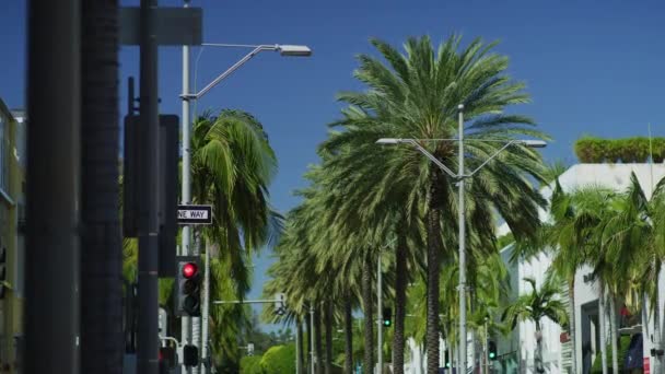 Palme Und Laternenpfähle Entlang Einer Straße Beverly Hills — Stockvideo
