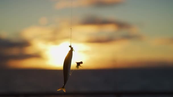 Pequeno Peixe Anzol — Vídeo de Stock