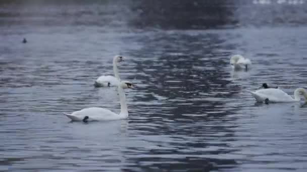 White Swans River — Stock Video