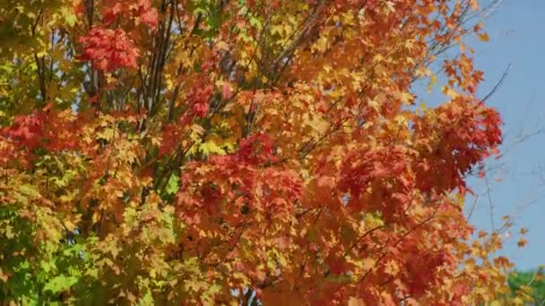 Árvore Outono Colorido Conceito Natureza — Vídeo de Stock