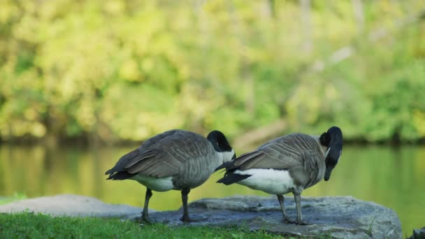 Two Canadian Geese Close — Stock Video