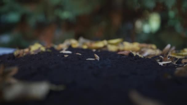 Сушеные Листья Земле — стоковое видео