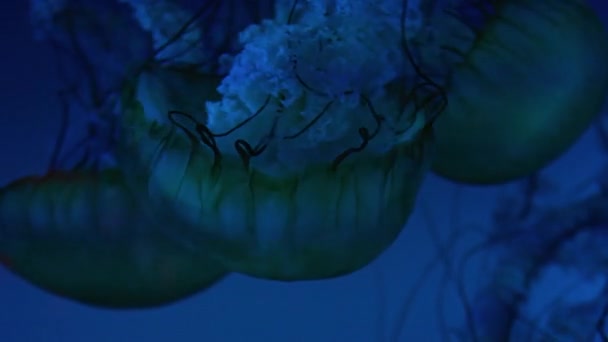 Pacific Sea Nettles — Vídeo de Stock