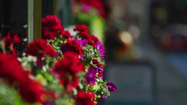 View Colorful Flowers Outdoor — Stock Video