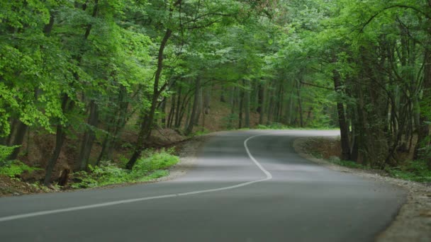 森の中をアスファルト道路でバイクに乗る — ストック動画
