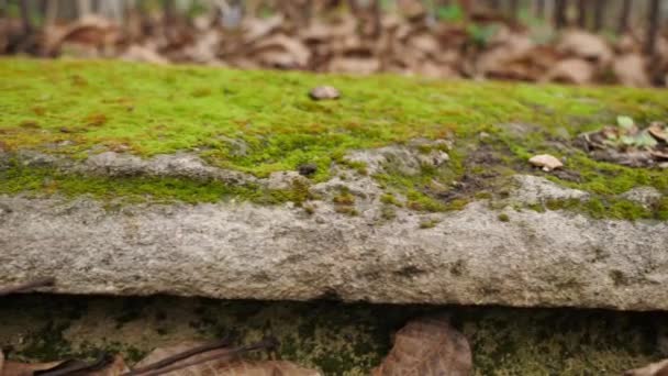 Moss Verde Sobre Una Piedra — Vídeo de stock