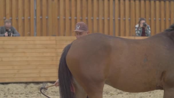 Treinador Acariciando Cavalo Nas Costas — Vídeo de Stock