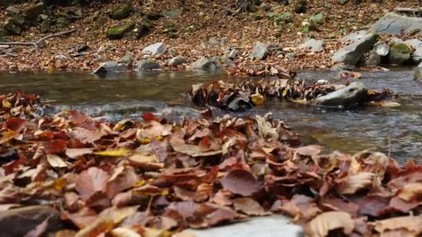流过枯叶的水 — 图库视频影像