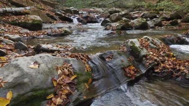 Βραχώδης Ποταμός Φύλλα — Αρχείο Βίντεο