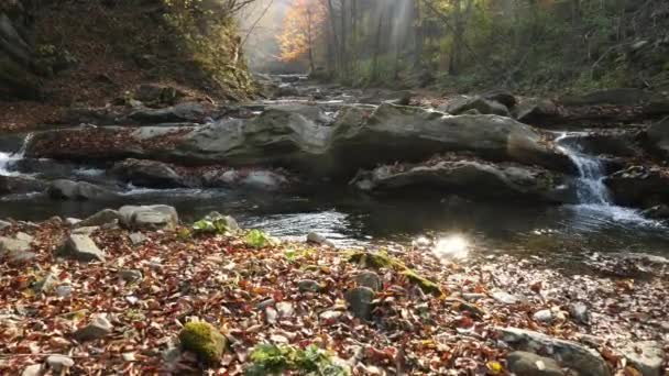 森の中のロッキー川 — ストック動画