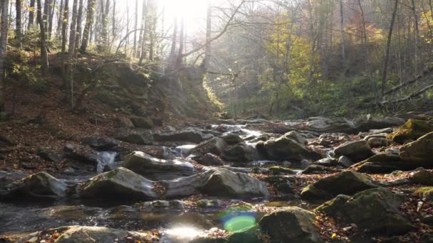 Rivière Rocheuse Dans Une Forêt — Video