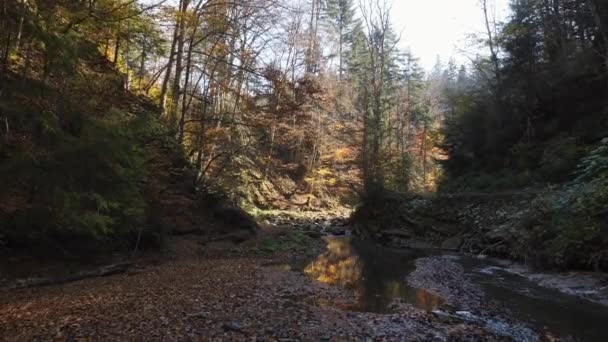 Fiume Una Foresta Ombreggiata — Video Stock