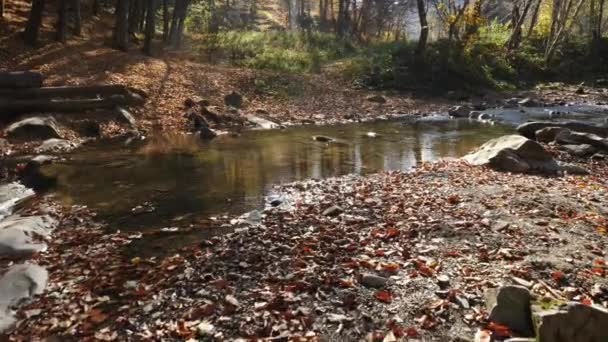秋天的森林河流 — 图库视频影像
