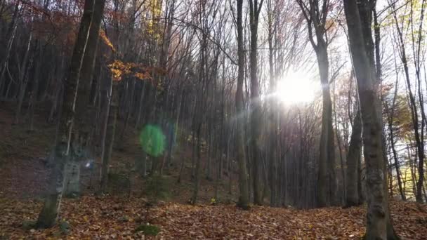 Zon Door Bomen Een Bos — Stockvideo