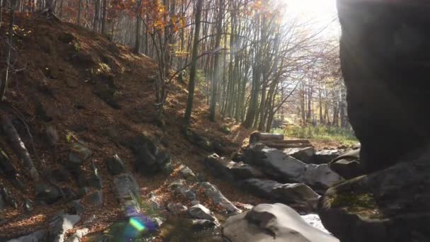 Acqua Che Scorre Attraverso Rocce Della Foresta — Video Stock