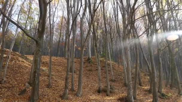 Alberi Forestali Nella Stagione Autunnale — Video Stock