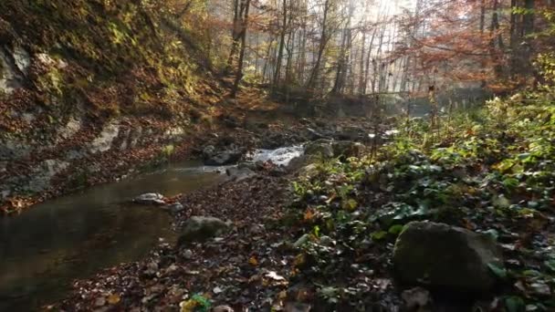 Rivière Dans Une Forêt — Video