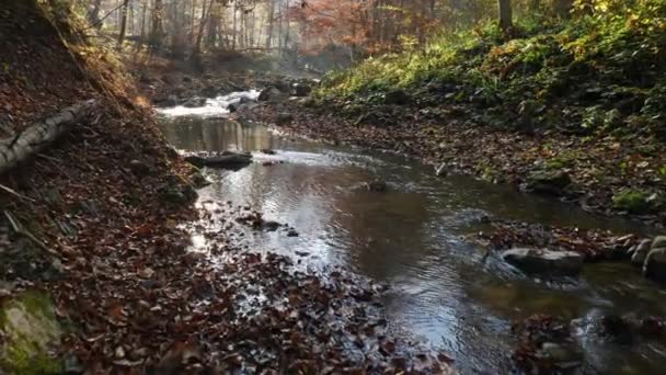 Río Bosque — Vídeos de Stock