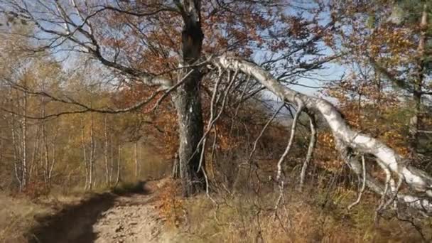 Vuile Weg Bij Een Kapotte Boom — Stockvideo