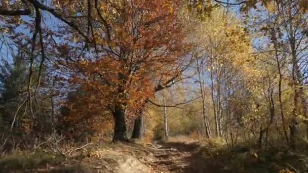 Camino Tierra Otoño — Vídeo de stock