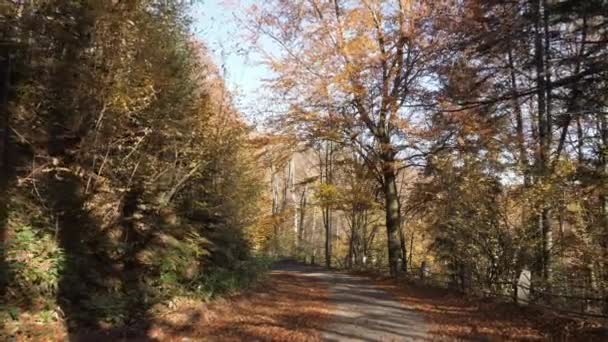 Estrada Uma Floresta — Vídeo de Stock