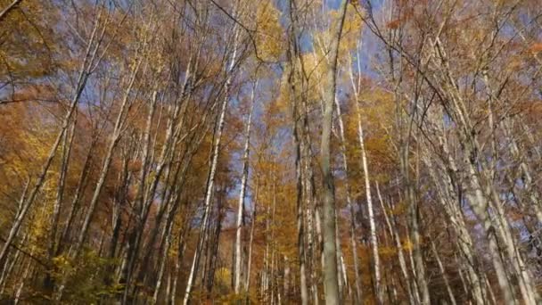 Skogsträd Hösten — Stockvideo