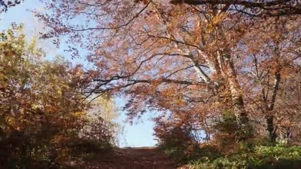 Φθινοπωρινά Δέντρα Λόφο — Αρχείο Βίντεο