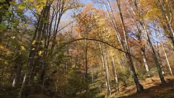 Vacker Natur Skog Hösten — Stockvideo