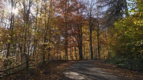 Onverharde Weg Het Bos — Stockvideo