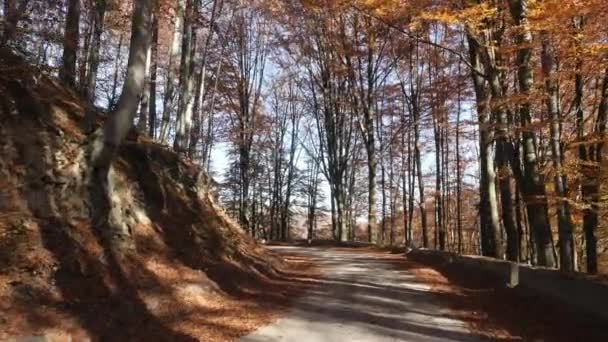 Route Sinueuse Dans Une Forêt — Video