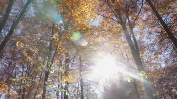 Sol Genom Träden — Stockvideo