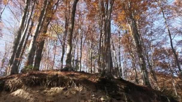 Низкий Угол Деревьев Лесу — стоковое видео