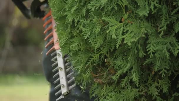 Cropped Footage Male Gardener Cutting Bush — Stock Video