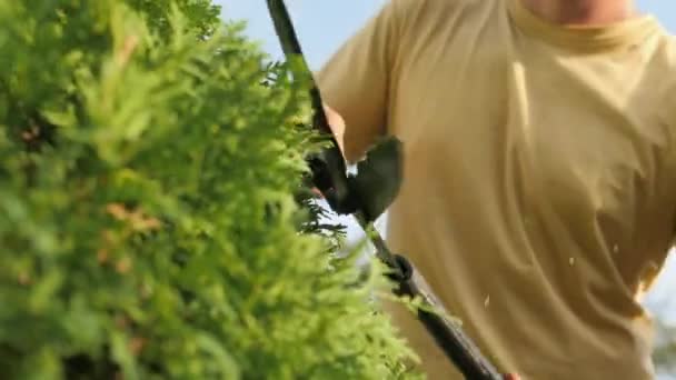 ブッシュを切断する男性庭師の切り取られた映像 — ストック動画