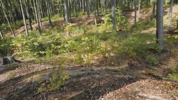 Wojownicy Biegający Lesie — Wideo stockowe
