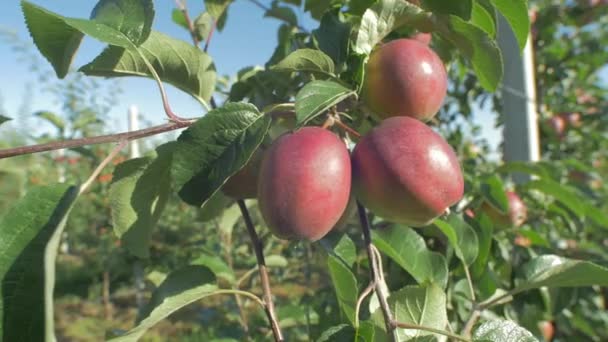 Pomme Rouge Sur Une Branche Arbre — Video