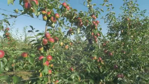 Appelbomen Een Boomgaard Landbouwconcept — Stockvideo